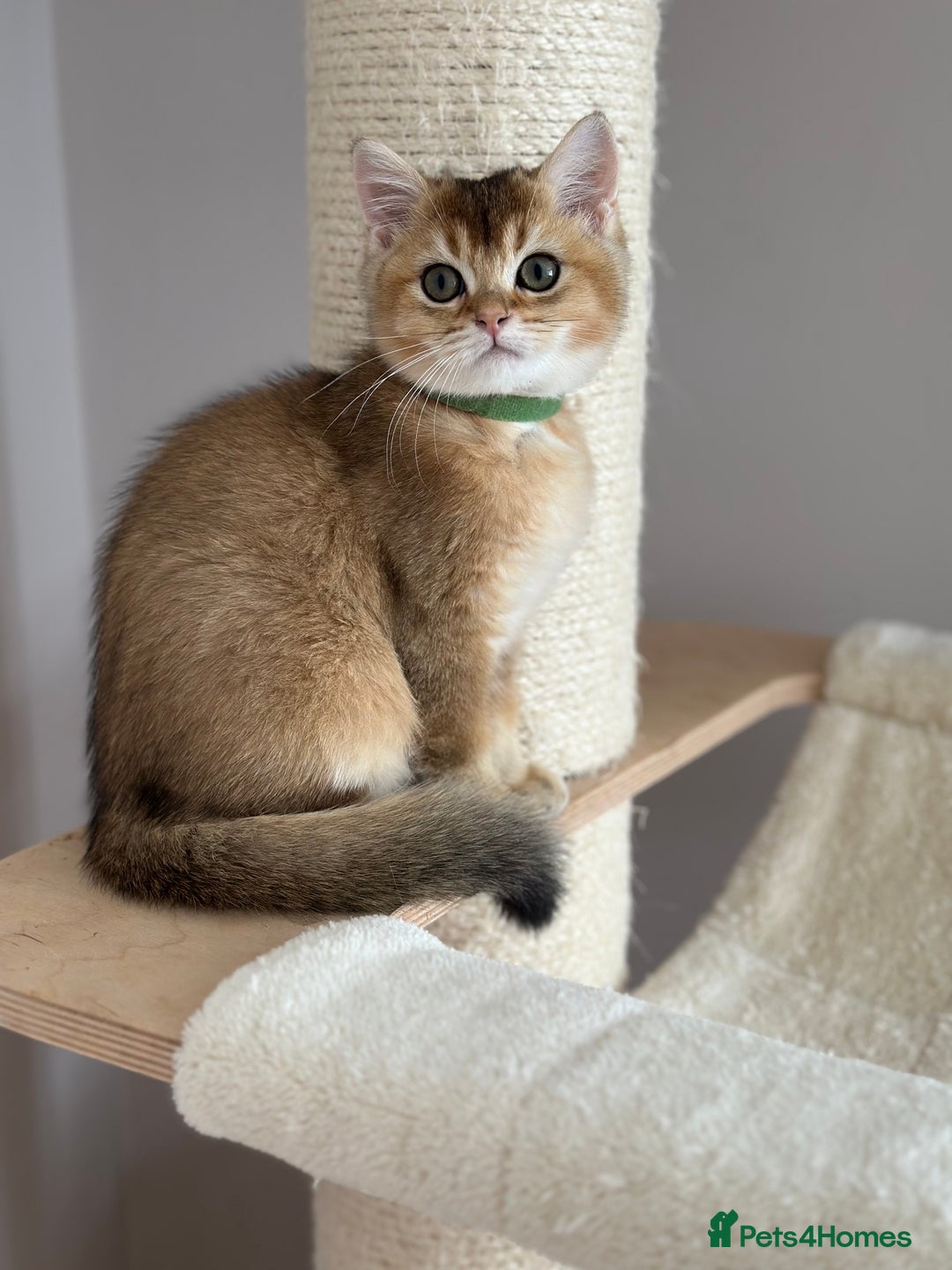 British Shorthair cats for sale: ‼️LAST KITTEN LEFT ‼️BSH Golden kittens  - Image 25