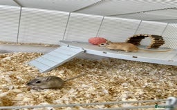 Gerbil rodents for sale: Two gerbil males - Image 4