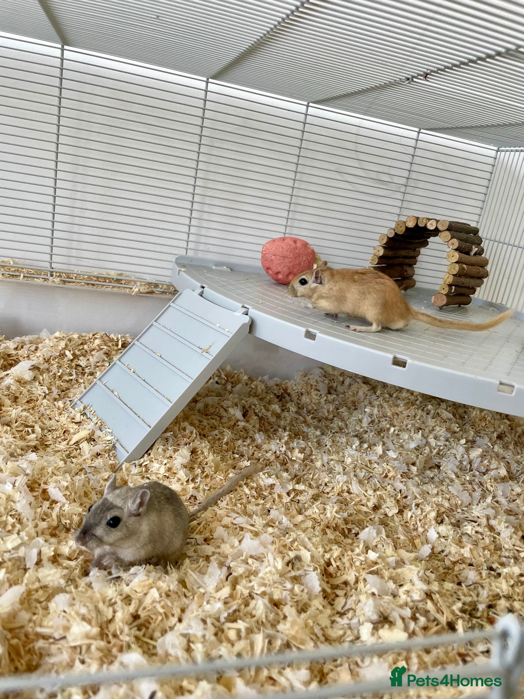 Gerbil rodents for sale: Two gerbil males - Image 4