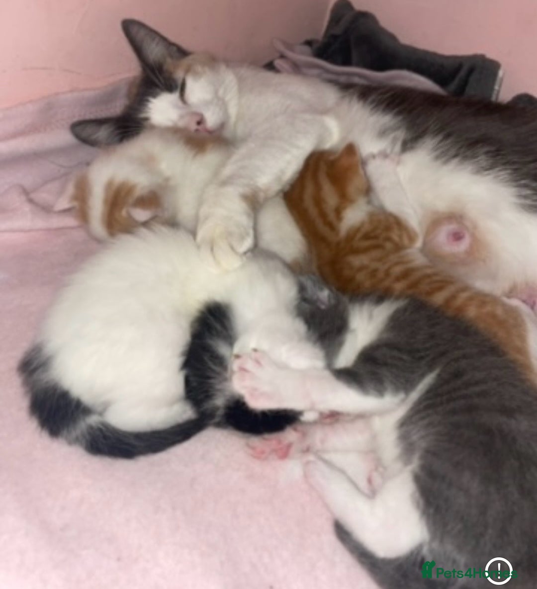 Mixed Breed cats for sale: 5 Beautiful & Friendly kittens for sale  - Advert 8