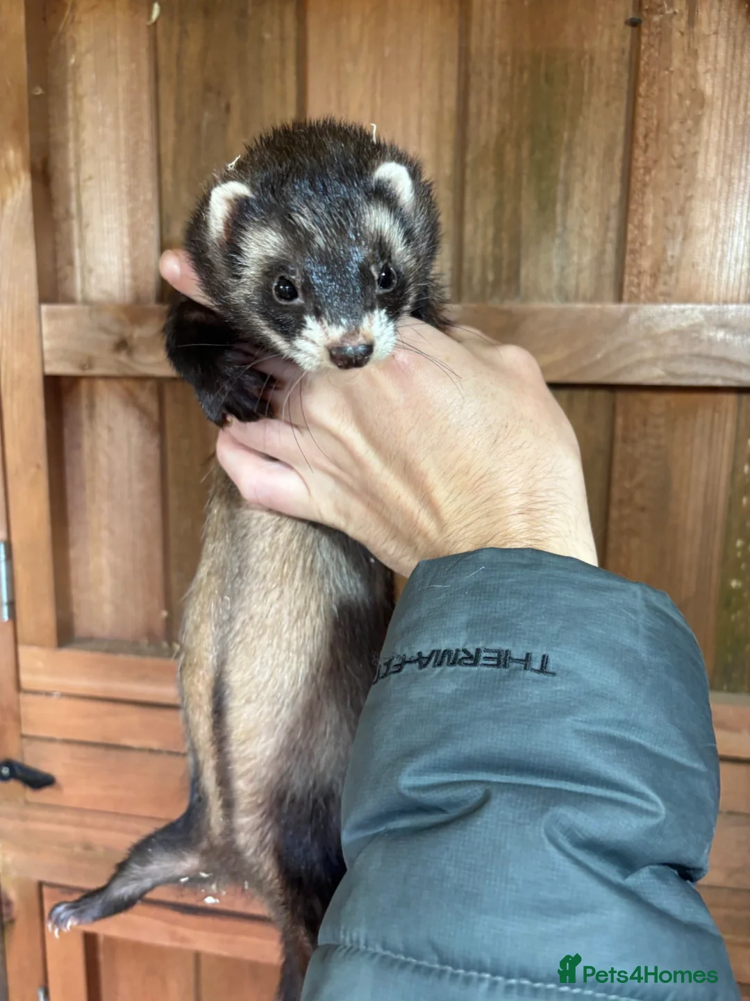 Ferret rodents for sale: Ferrets one male one female  in Helston - Advert 2
