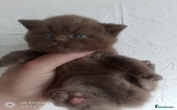 British Shorthair cats for sale: Cinnamon & Chocolate Teddy bear BSH - Image 6