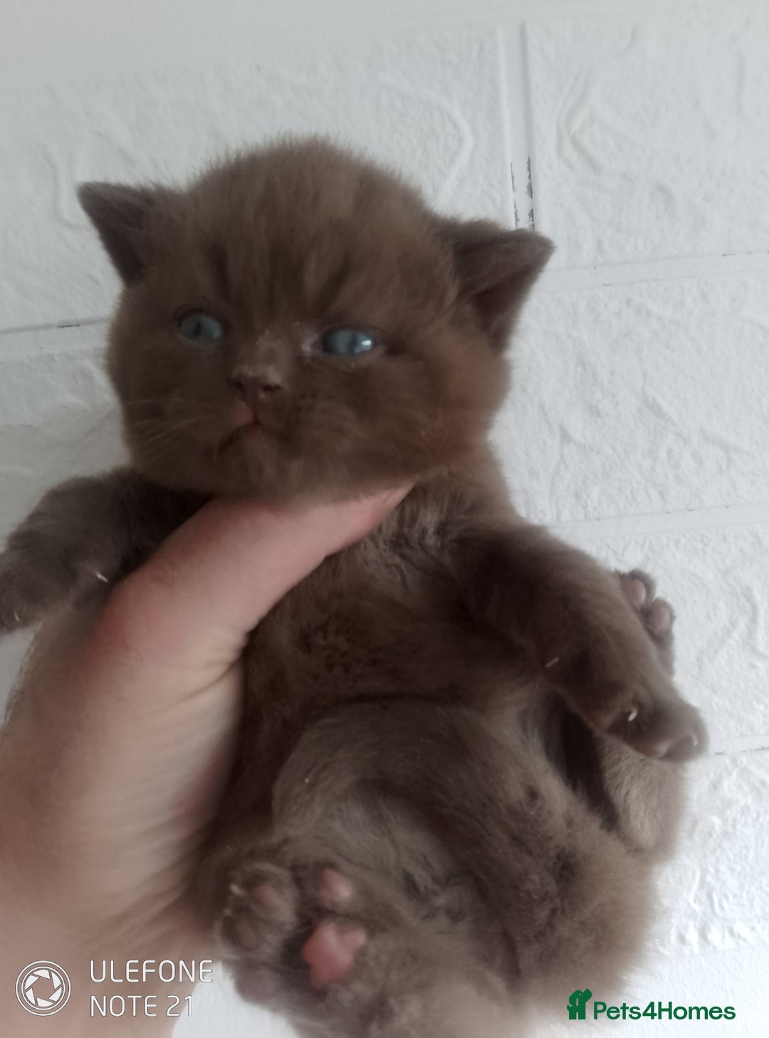 British Shorthair cats for sale: Cinnamon & Chocolate Teddy bear BSH - Image 6