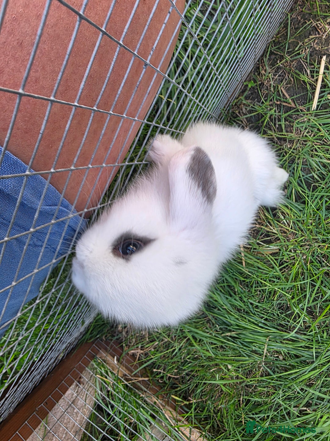 Mini Lop rabbits for sale: Full Mini Lop - Image 2