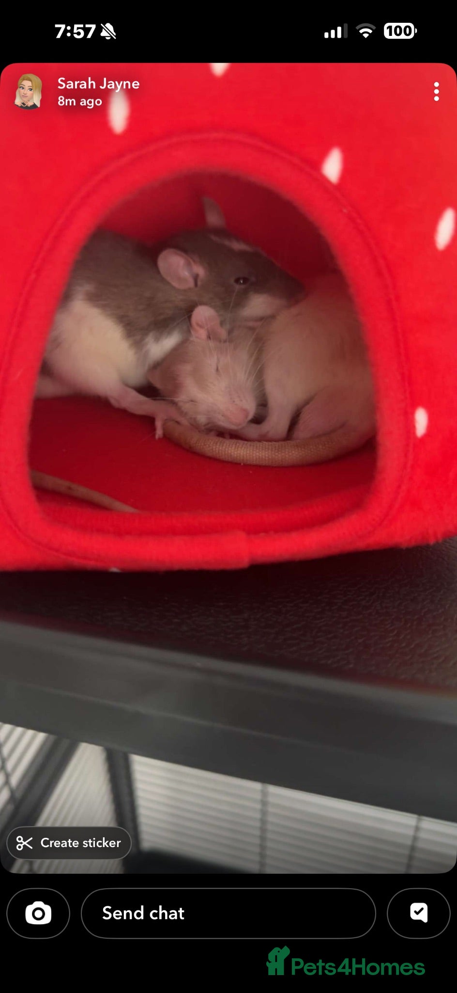 Rat rodents 2 male rats for sale  - Advert 1