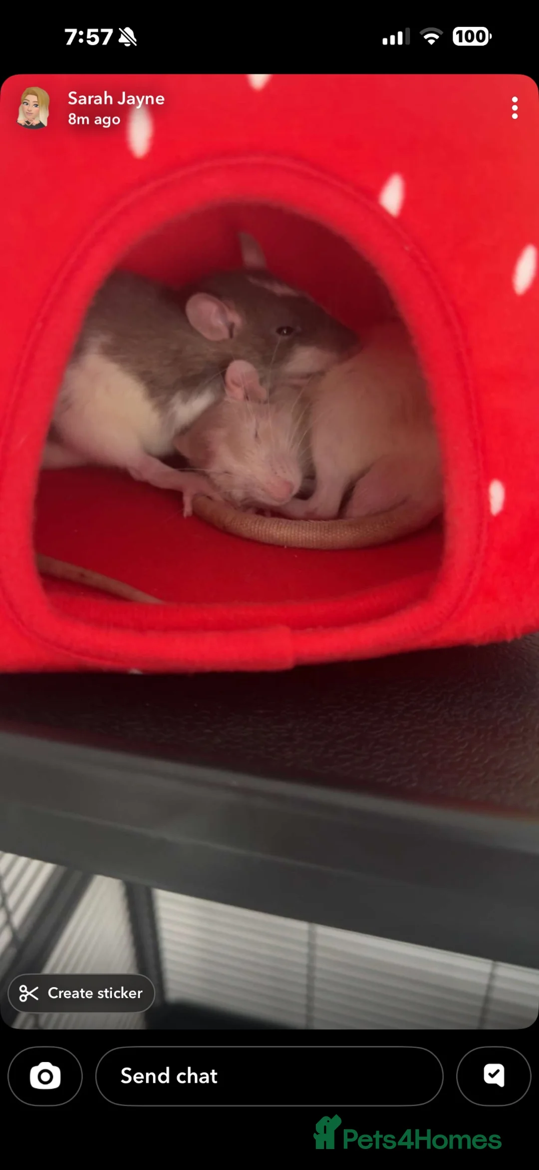 Rat rodents for sale: 2 male rats for sale  in Hartlepool - Advert 1