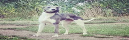Mixed Breed dogs for sale: Bedlington whippets  - Advert 3