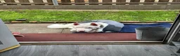 Akita dogs for sale: Urgent Adoption  - Advert 5