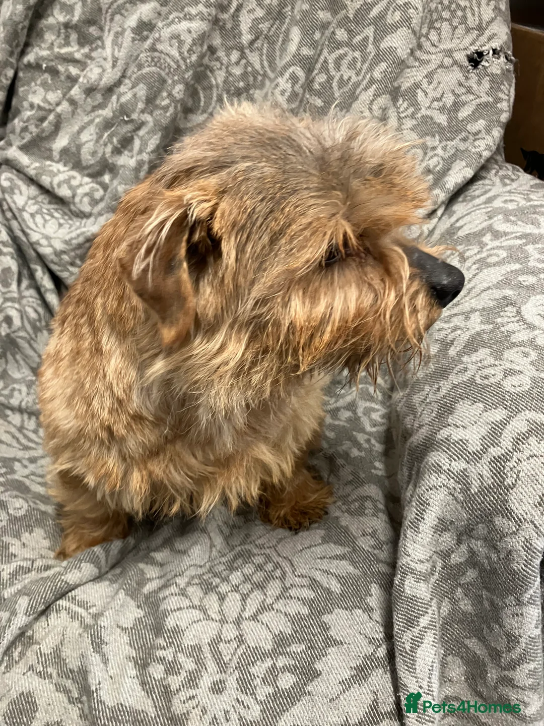 Norfolk Terrier dogs for sale: Norfolk terrier - Advert 7