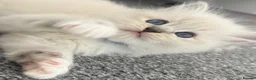 Ragdoll cats for sale: Luxury ragdoll kittens - Quality Breed  - Advert 9