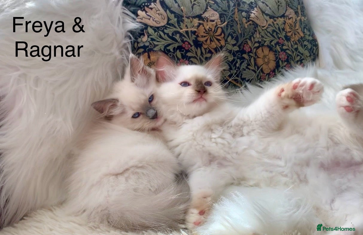 Ragdoll cats Ready Gccf Anne Baker champion Ragdoll kittens  - Advert 9
