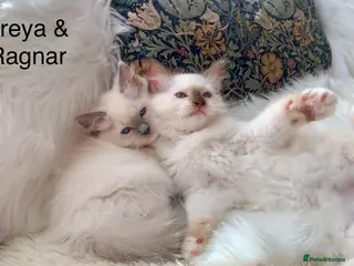 Ragdoll cats Ready Gccf Anne Baker champion Ragdoll kittens - Advert 9