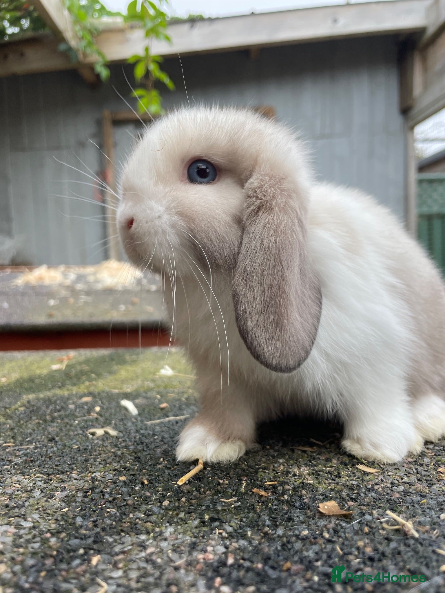 Mini Lop rabbits Beautiful mini lops looking for their forever home - Advert 13