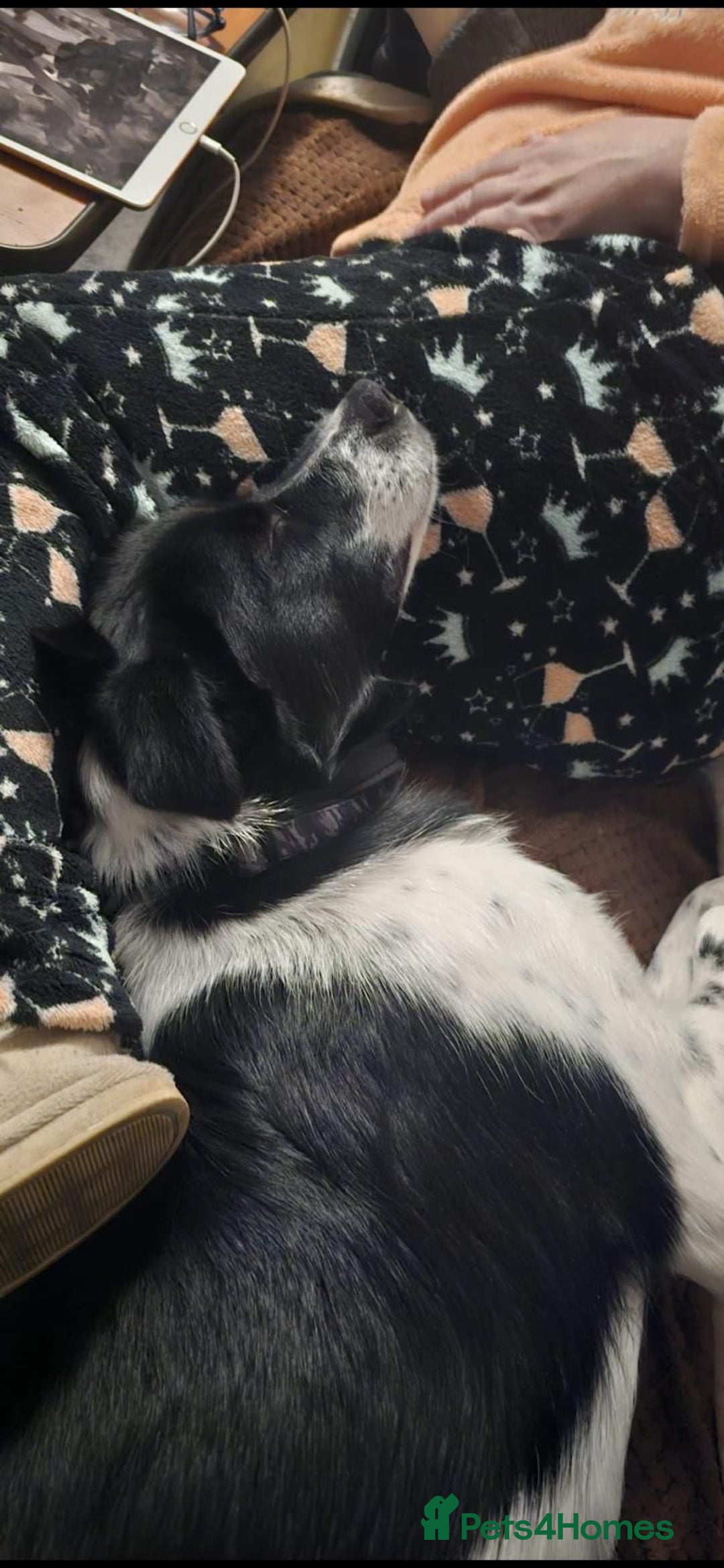 Mixed Breed dogs for adoption: Parker  - Advert 2