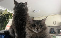 Maine Coon cats for sale: Friendly Stripy Grey Male Maine Coon  - Image 9