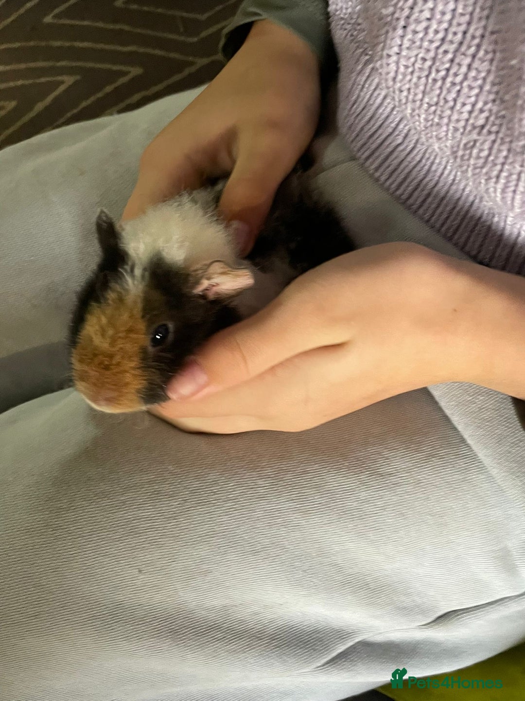 Guinea Pig rodents for sale: Beautiful baby guinea pigs  - Advert 7