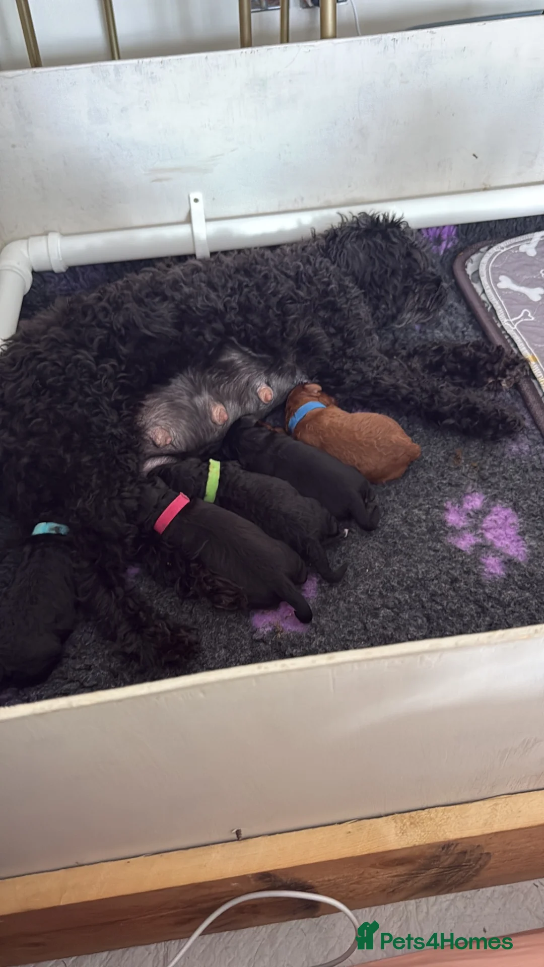 Cavapoo dogs for sale: Last litter for Daisy over her f1b cavapoo pups - Advert 1