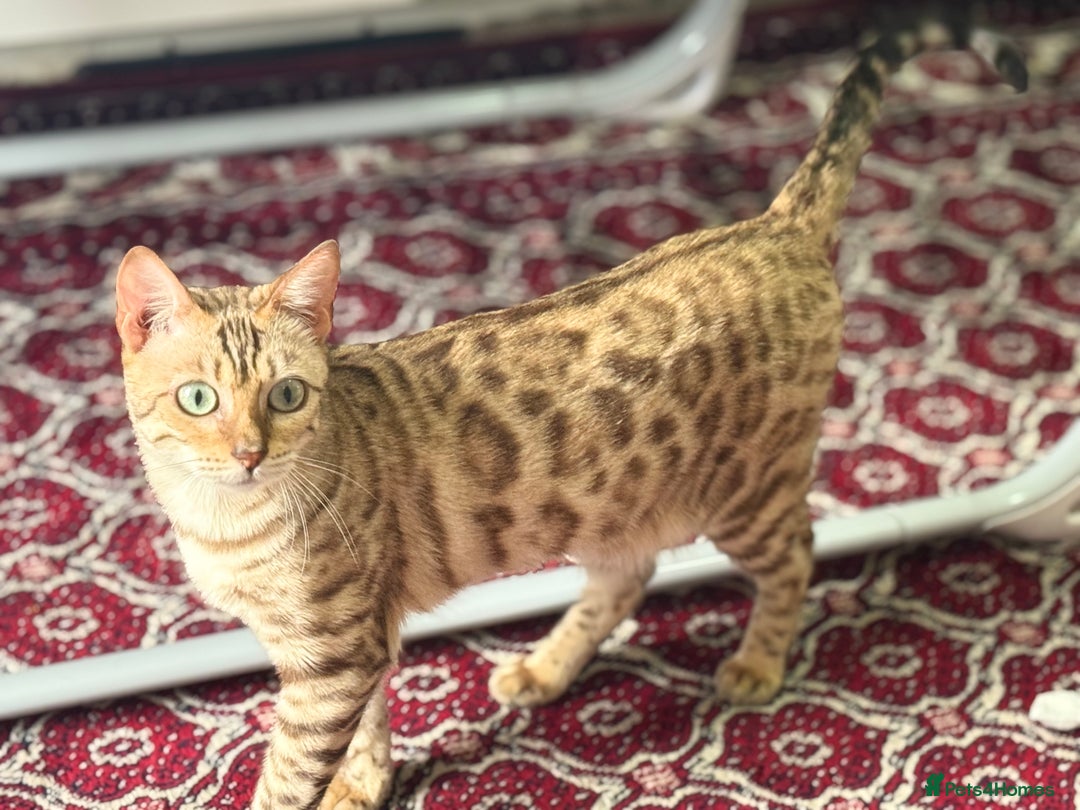 Bengal cats for sale: Snow Bengal girl  - Image 2