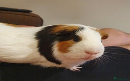 Guinea Pig rodents for sale: Lonely guinea pig boar  - Image 12