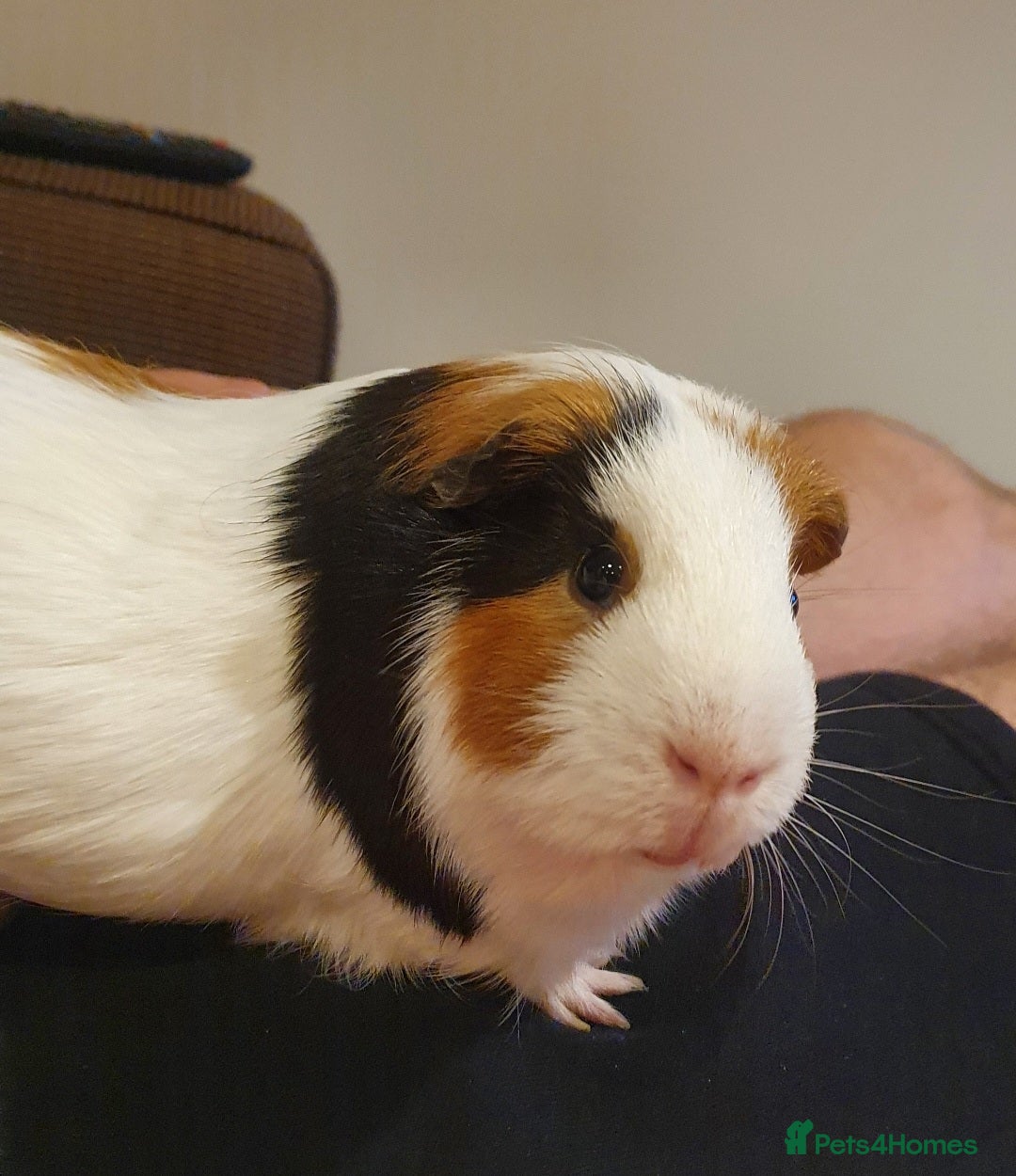 Guinea Pig rodents for sale: Lonely guinea pig boar  - Image 12