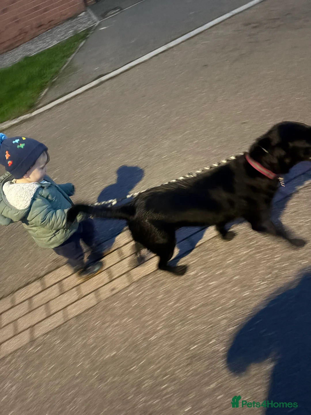 Labrador Retriever dogs for sale: Beautiful black Labrador - 2 years old  - Advert 2