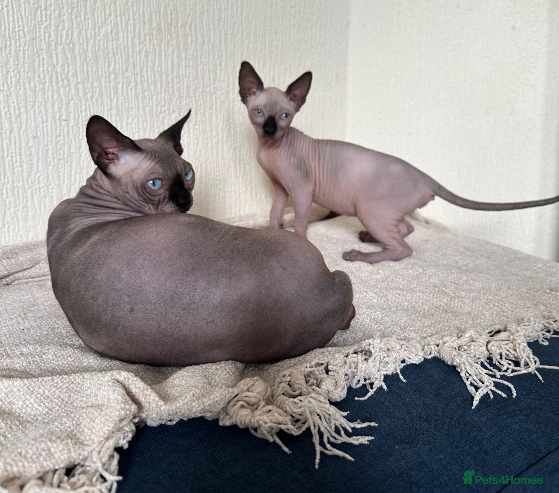 Sphynx cats Canadian Sphynx kitten  - Advert 13