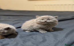 British Shorthair cats for sale: British shorthair blue and lilac  - Image 9