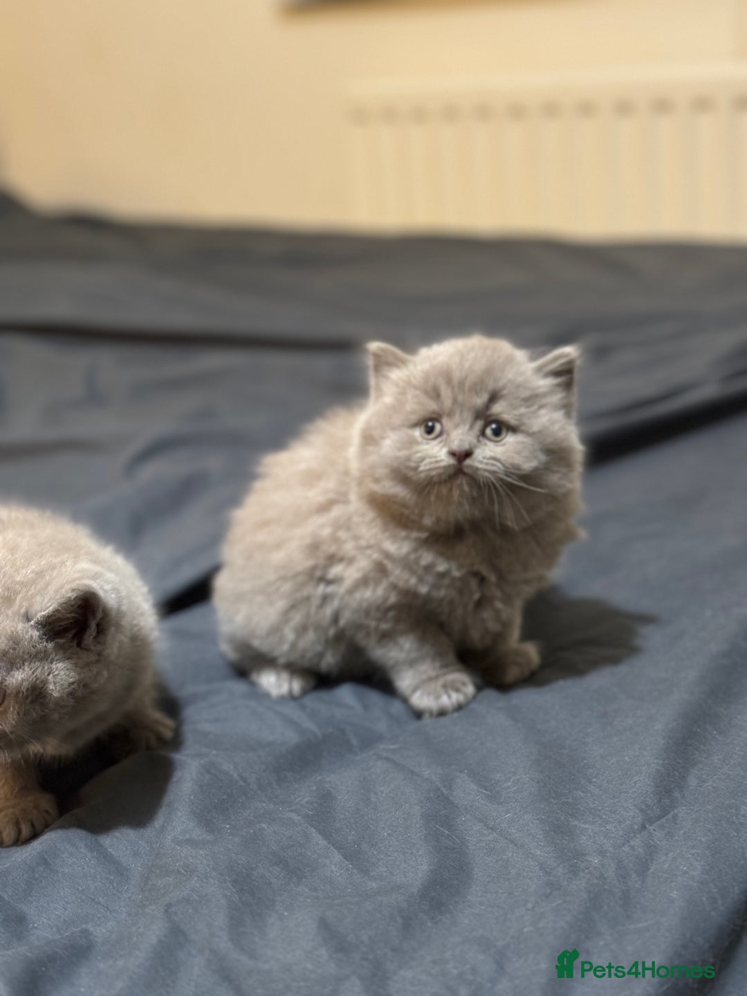 British Shorthair cats for sale: British shorthair blue and lilac  - Image 9