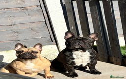 French Bulldog dogs for sale: French Bulldogs Puppies  - Image 4