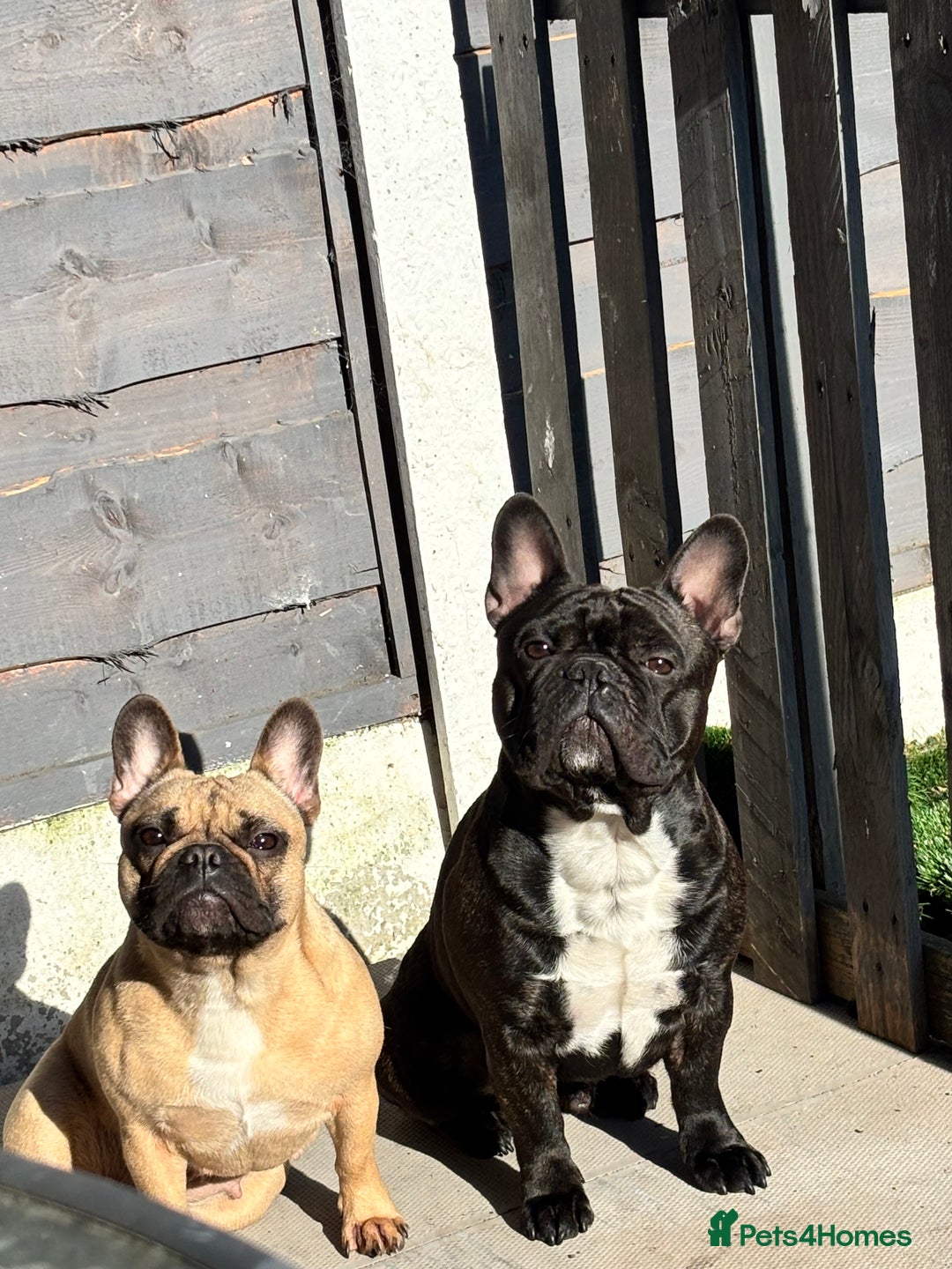 French Bulldog dogs for sale: French Bulldogs Puppies  - Image 4