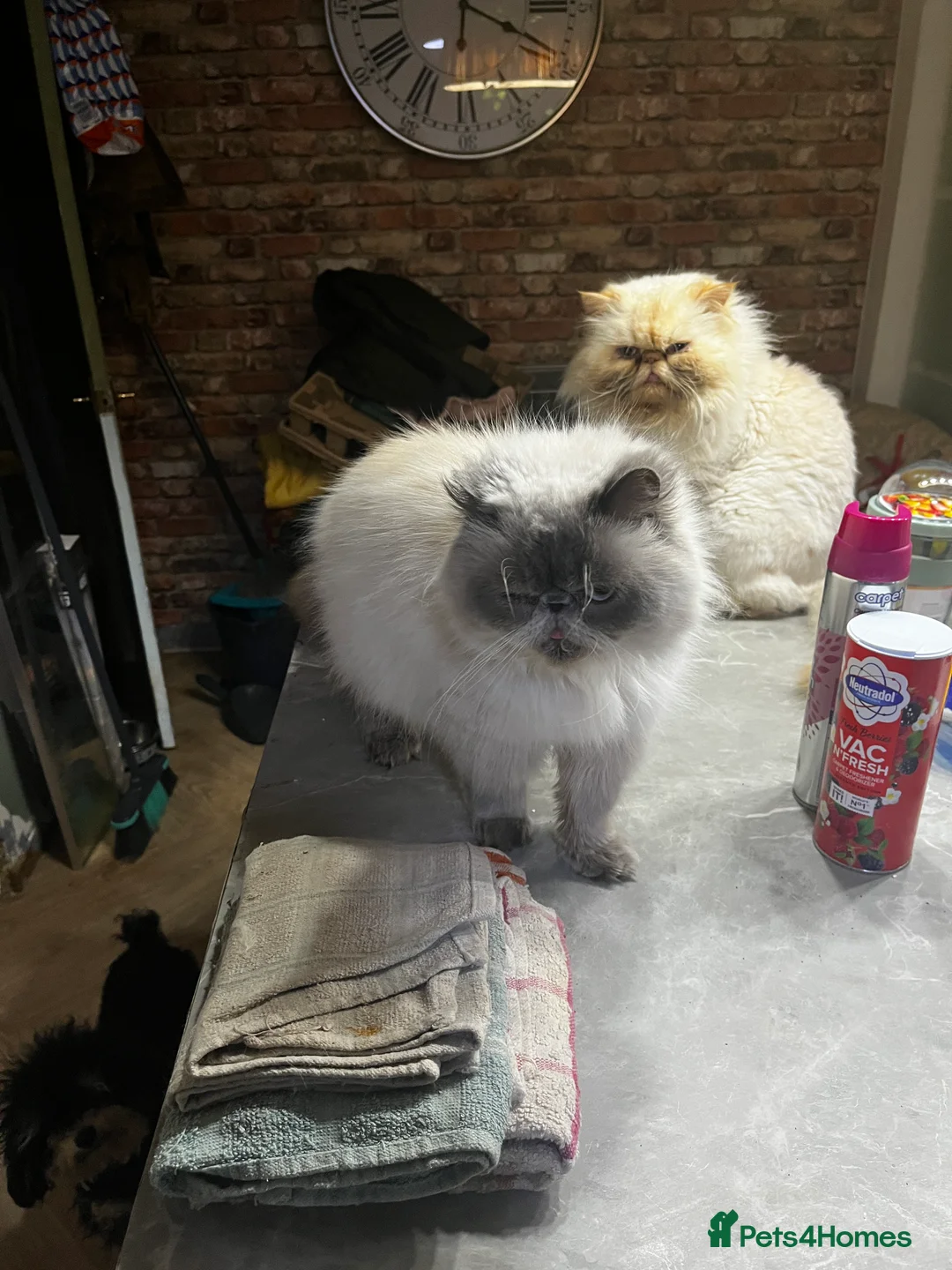 Persian cats for sale: Persian kittens for sale in Seaham - Advert 2