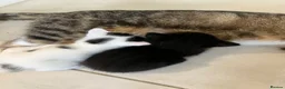 Mixed Breed cats for sale: 2 Kittens for sale in Westbury - Advert 5