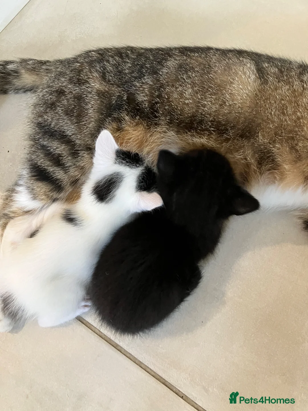 Mixed Breed cats for sale: 2 Kittens for sale in Westbury - Advert 5