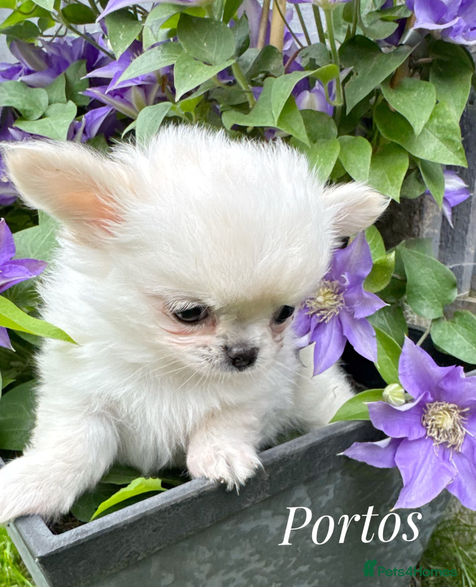 Chihuahua dogs KC registered long coat show line boy - Advert 1