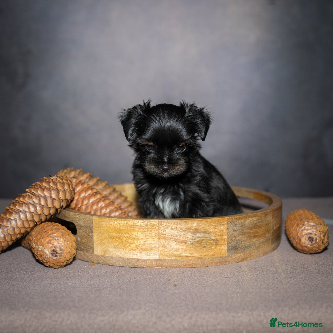 Yorkshire Terrier dogs for sale: Colorful Yorkshire Terrier puppies for sale - Advert 34
