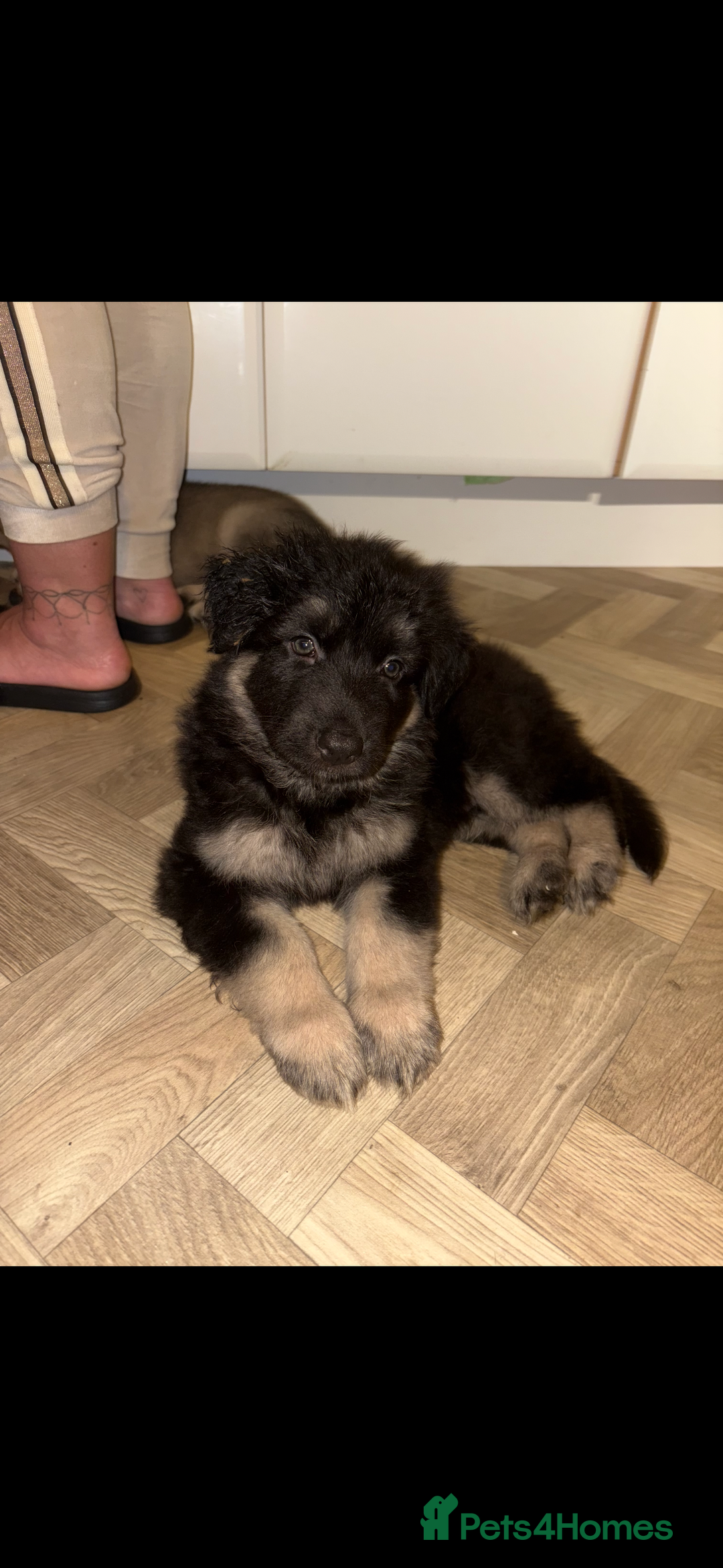 German Shepherd dogs for sale: German shepherd litter  - Advert 8