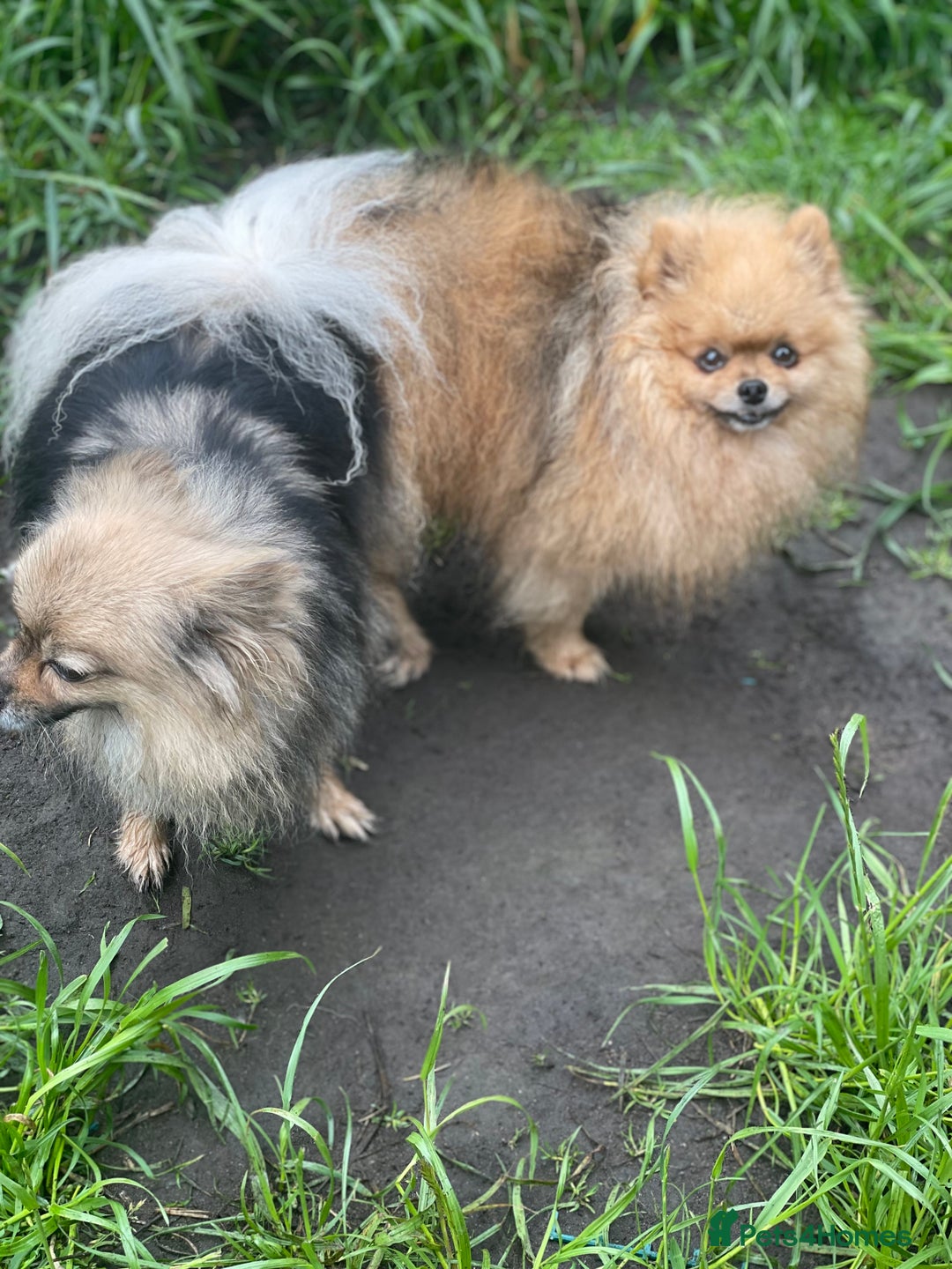 Pomeranian dogs for stud: Rio the adorable  Teddy Bear  .Ready to impress!! in Oldham - Image 13