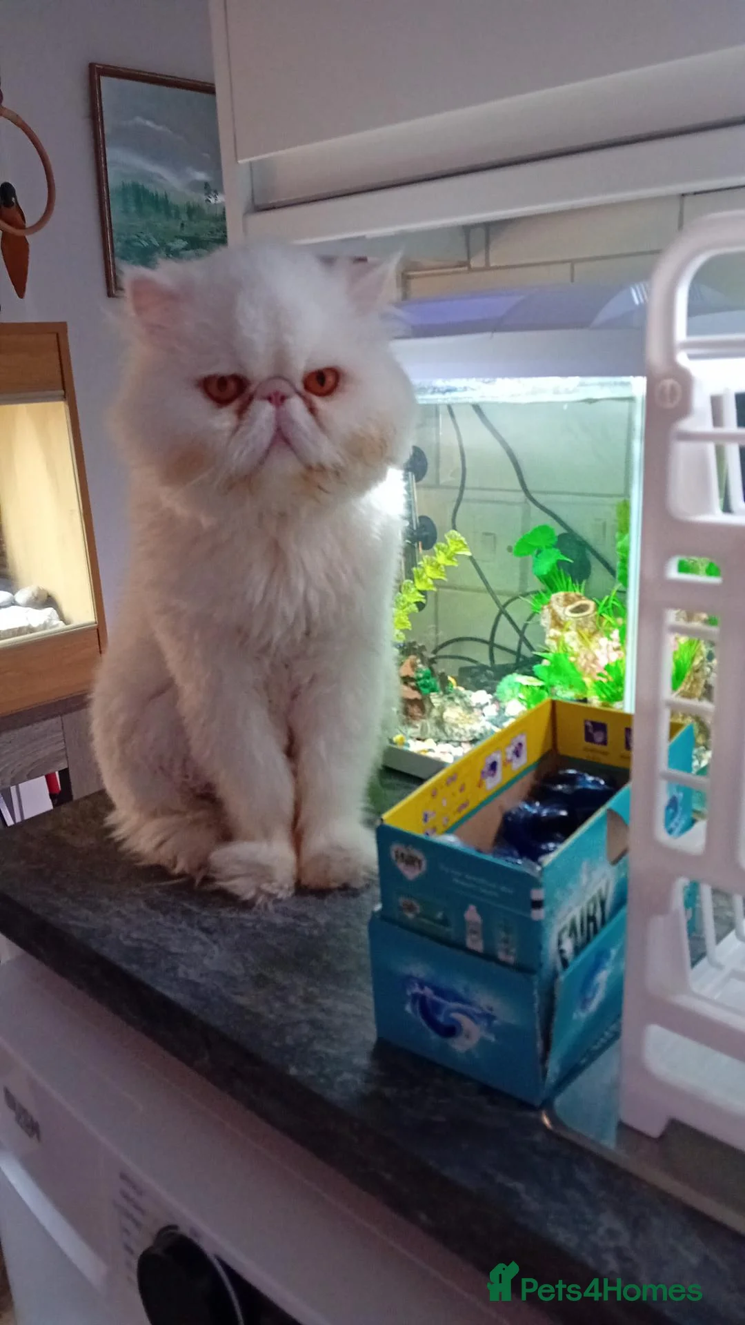 Persian cats for sale: Persian cat  in Bristol - Advert 1