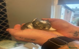 Mixed Breed rabbits for sale: Dwarf lion head/mini lop babies  - Advert 4