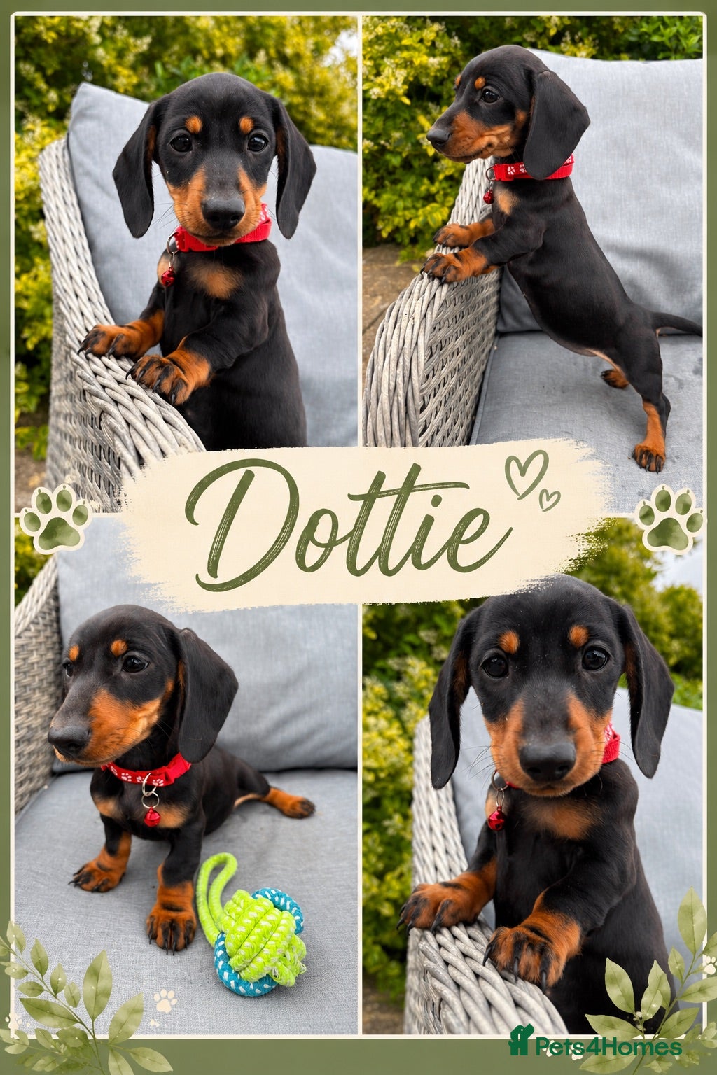 Miniature Dachshund dogs Miniature Dachshund Pups/ Dad DNA tested - Advert 1