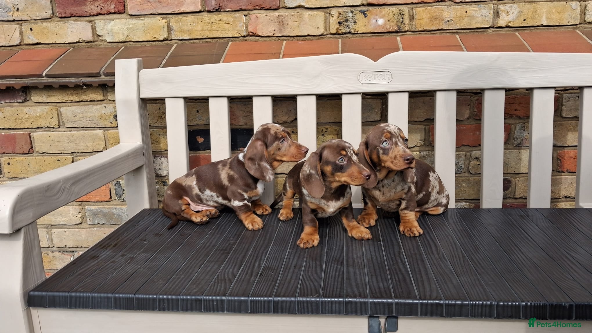 Miniature Dachshund dogs Miniature dachshunds - Advert 2
