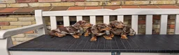 Miniature Dachshund dogs for sale: Miniature dachshunds - Advert 6