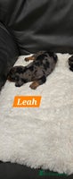Dachshund dogs Beautiful Dapple Dachunds - Advert 6