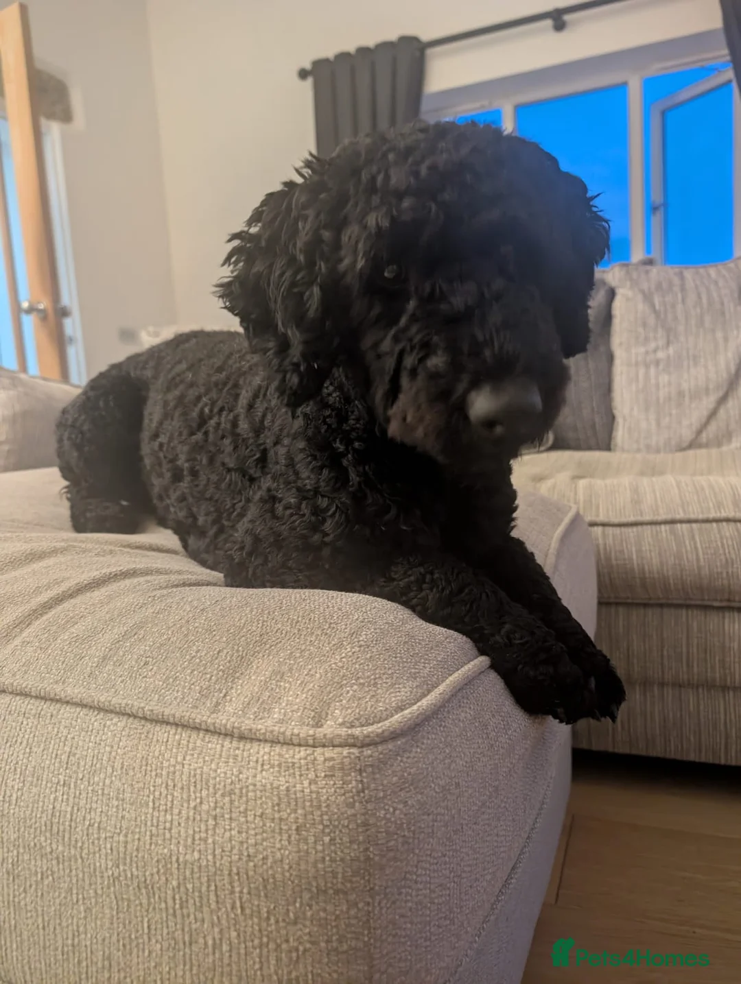 Mixed Breed dogs for sale: Sproodle x cockapoo puppies  in Liskeard - Advert 2