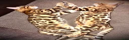 Bengal cats for sale: 2 beautiful benegal sisters  - Advert 13