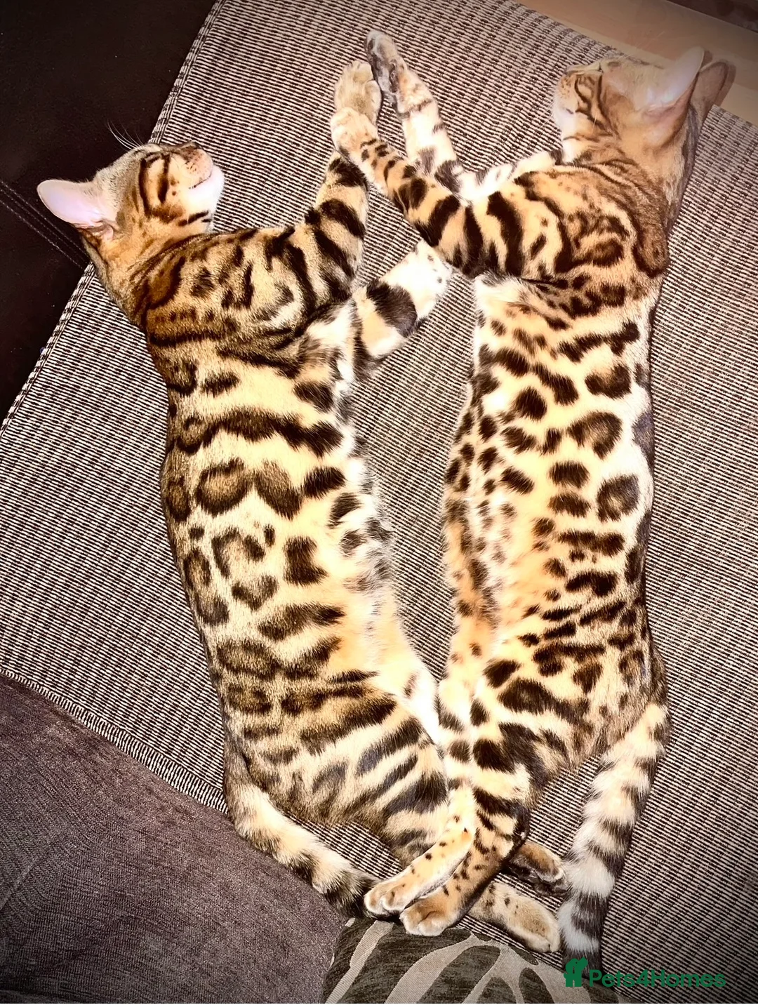 Bengal cats for sale: 2 beautiful benegal sisters  - Advert 13