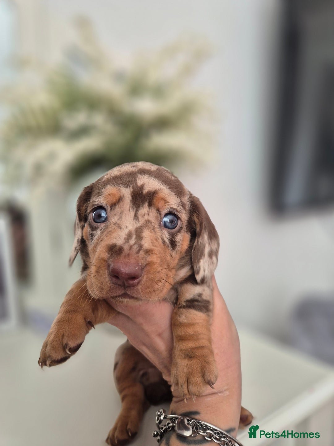 Dachshund dogs for sale: Miniature dachshund puppies PRA CLR - Image 32