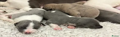 Whippet 5-Blue and white particolour bitch 