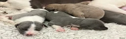 Whippet dogs for sale: Exceptional bred whippets for sale  in Stafford - Advert 13