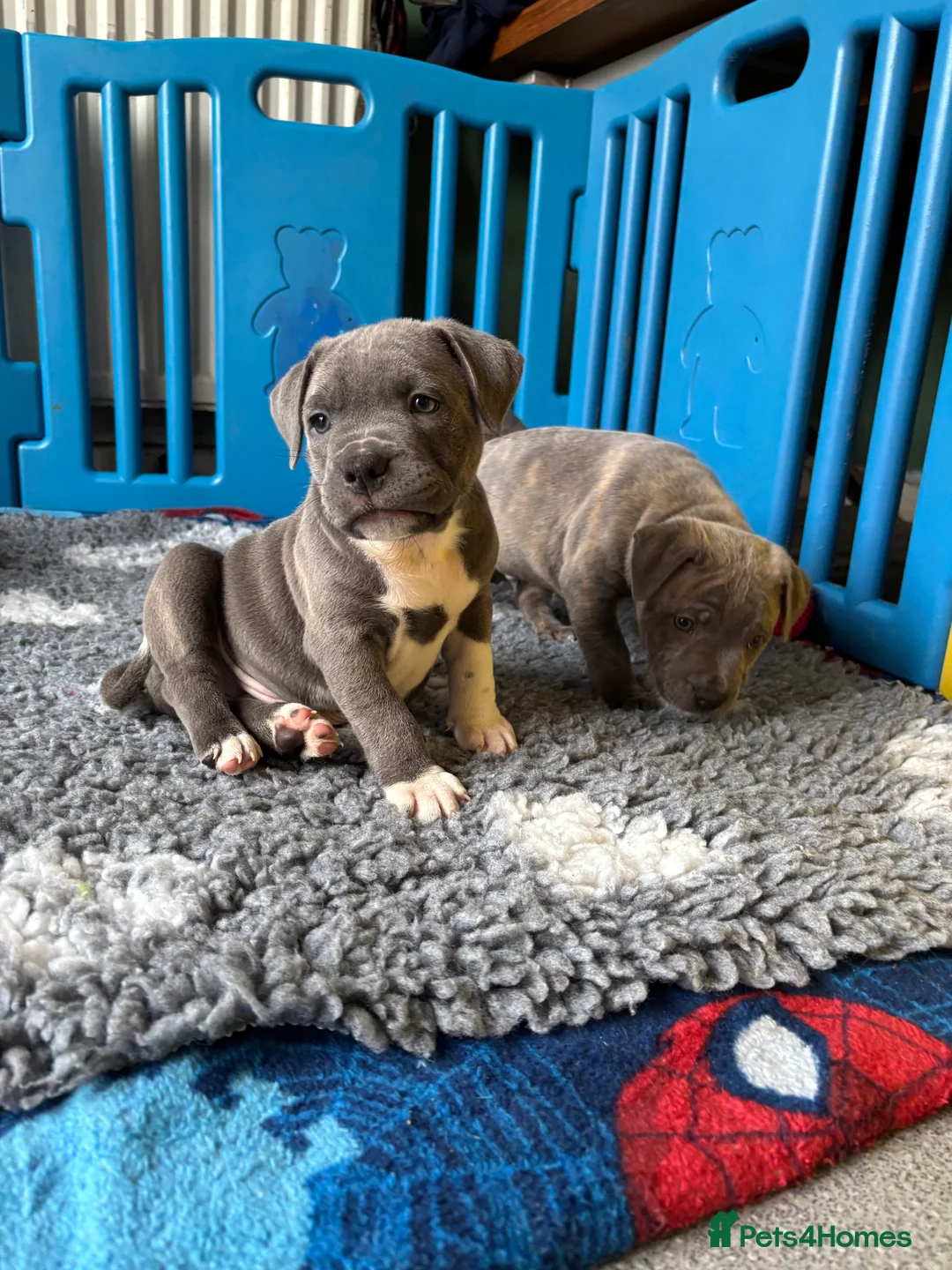 Staffordshire Bull Terrier dogs for sale: Beautiful Staffordshire Bull Terrier Puppies - Advert 21